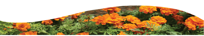 Marigold-Swoosh.gif