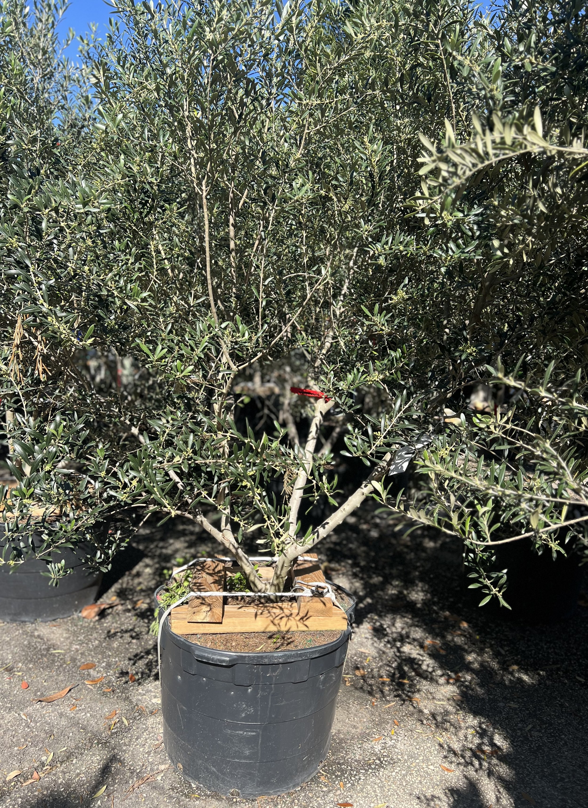 Multi-trunk European Olive Tree