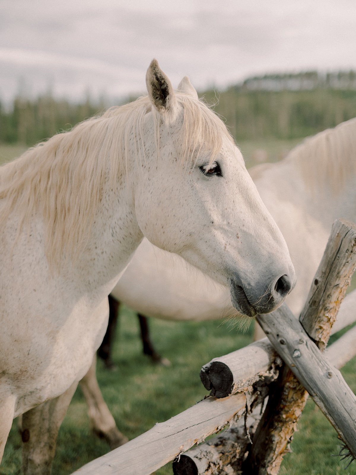 White horse in the mountain meadow at Devil’s Thumb Ranch.