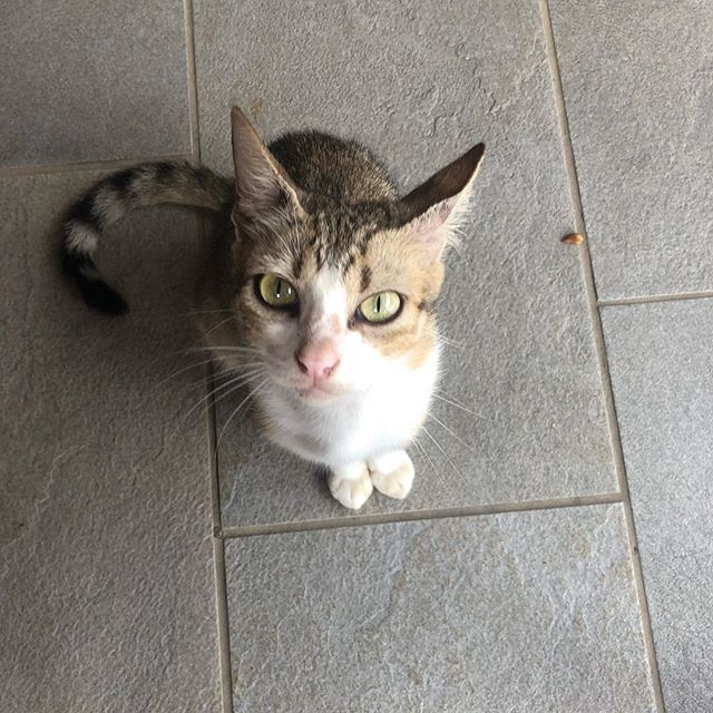 This was the view at breakfast. If you look hard enough you can see a bit of potato on the ground. Clearly unimpressed with my gracious offer. I also offered a splash of my spinach, cucumber, beet, and ginger smoothie. The cat clearly knew I had baco