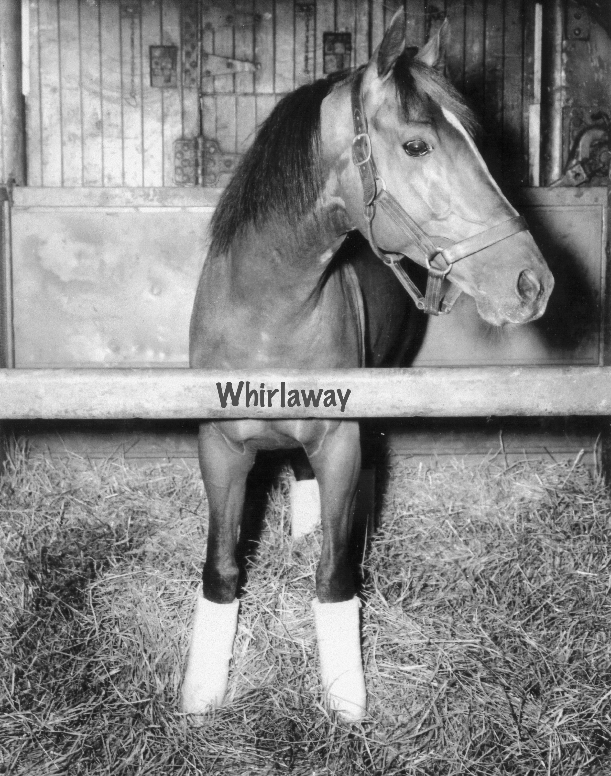 Whirlaway may have been slow of brain but he was fleet of hoof.