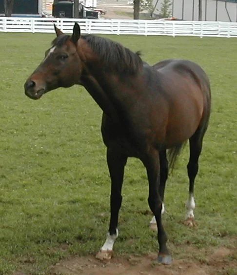 The late, great Cigar
