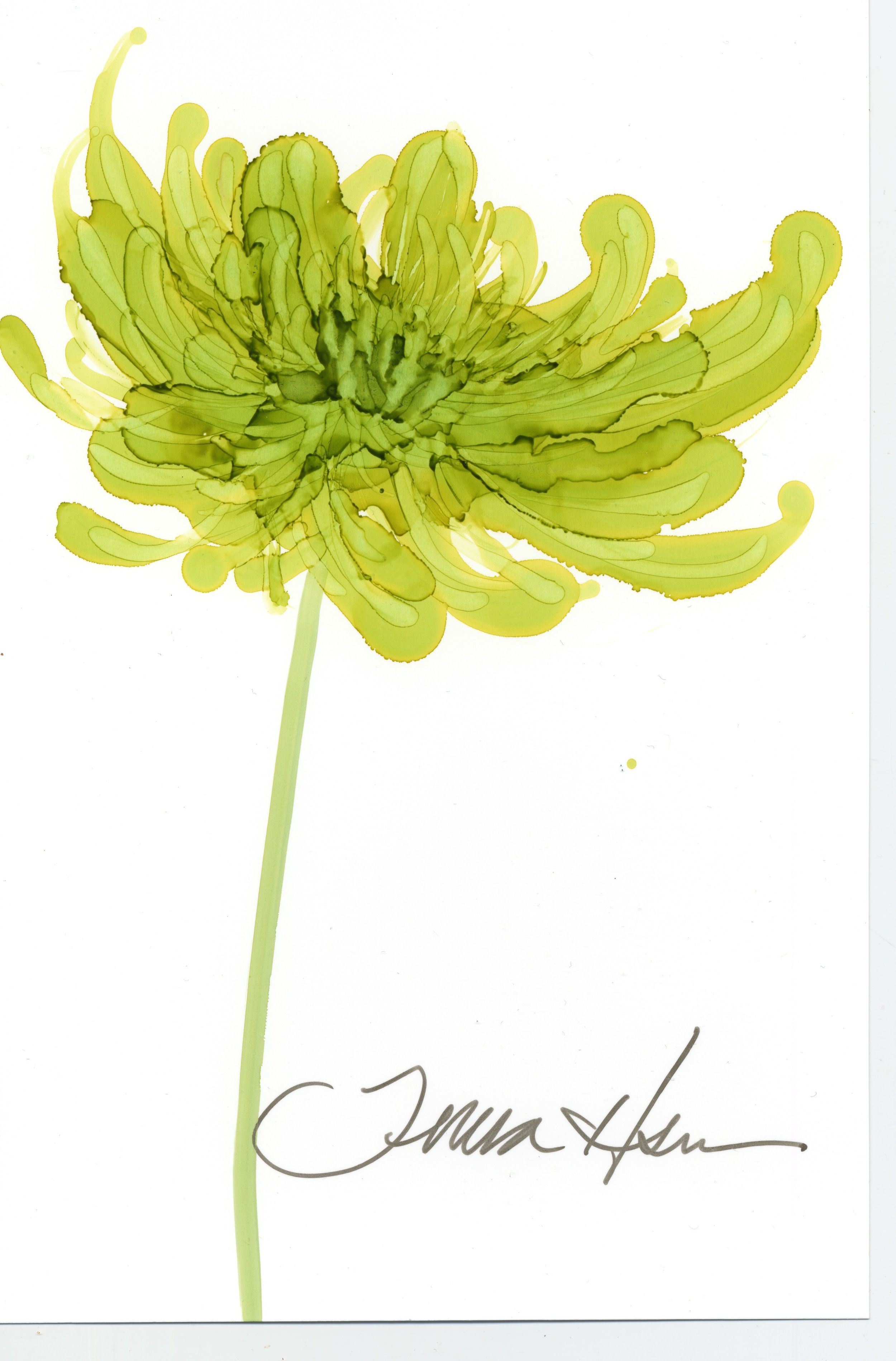 GreenChrysanthemum.jpeg