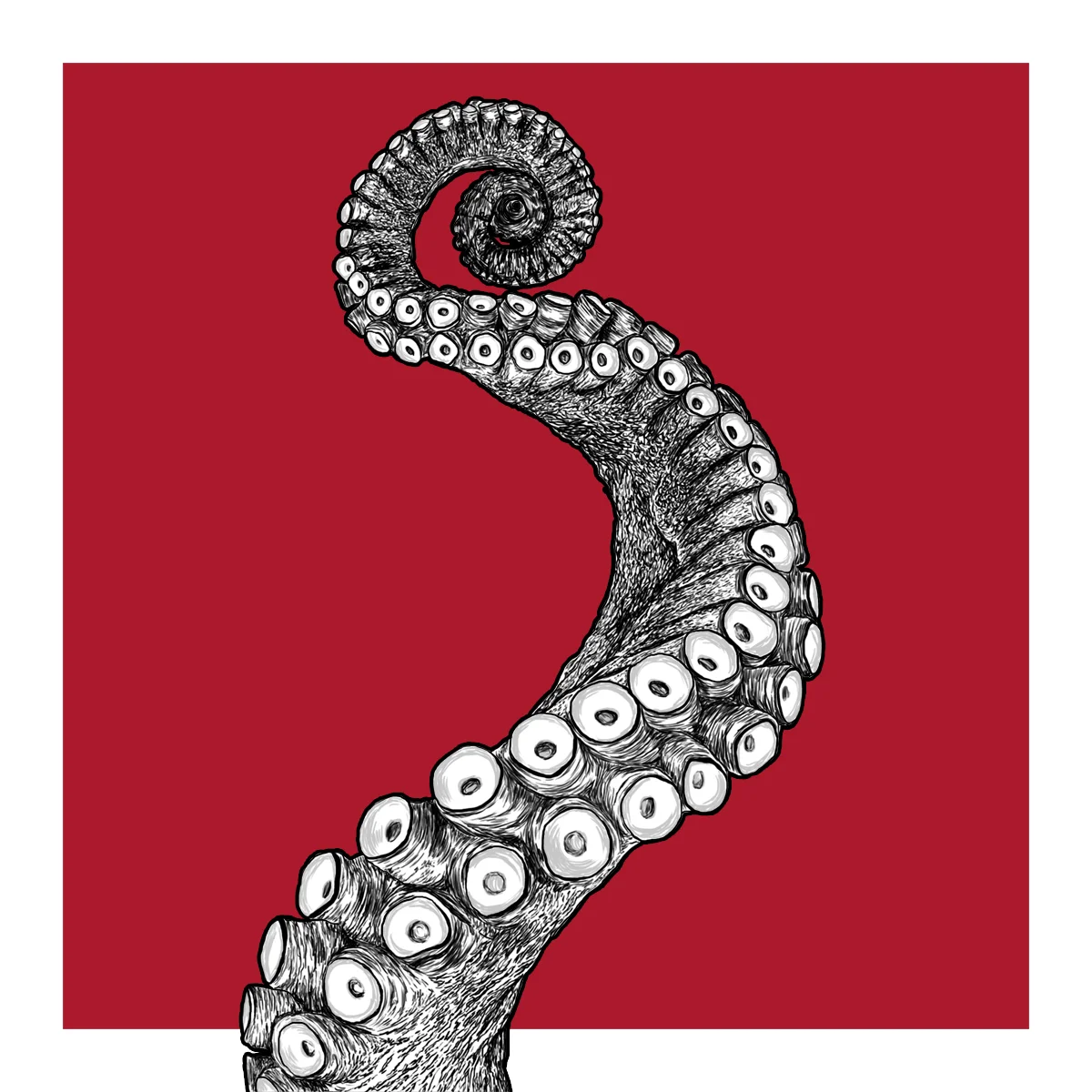 octopus2.jpg
