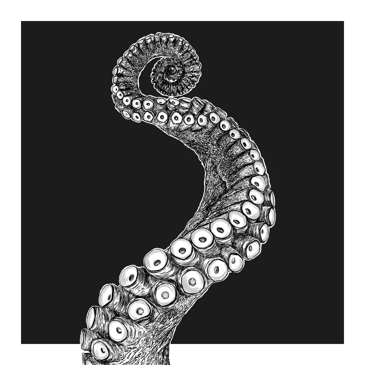 octopus.jpg