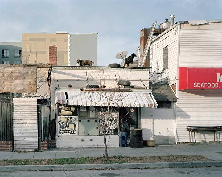 Dogs on Rooftop, Georgia Avenue, Pleasant Plains, Wahington, D.C. 2012