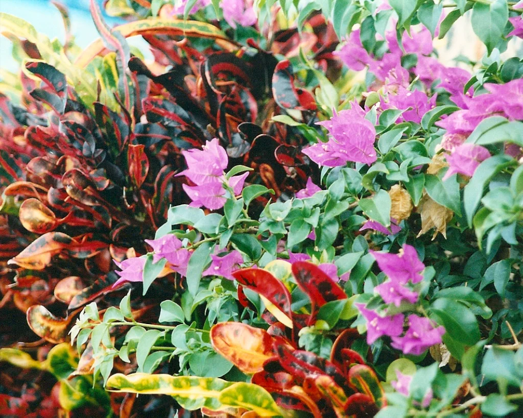 Scenes from USVI: St. Thomas Flora 