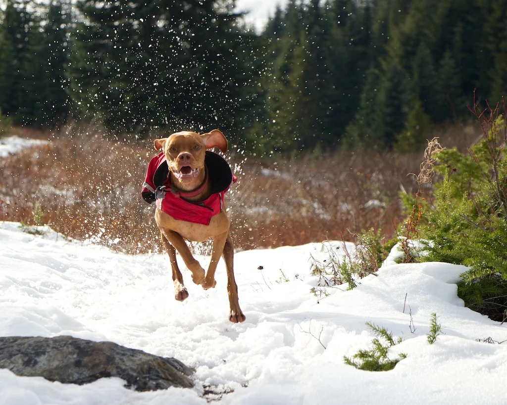 Trappings: Fall Hike to Lodge Lake in Washington's Cascades Credit: Fugue Photo