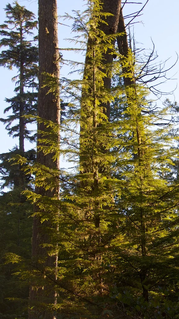 Finding My Neverland: Tofino, British Columbia