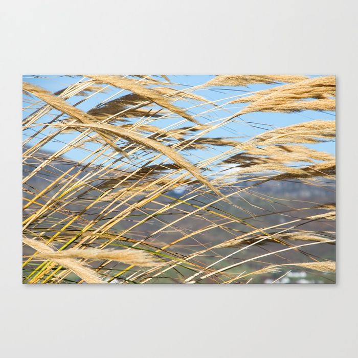 Pampas Grass Canvas