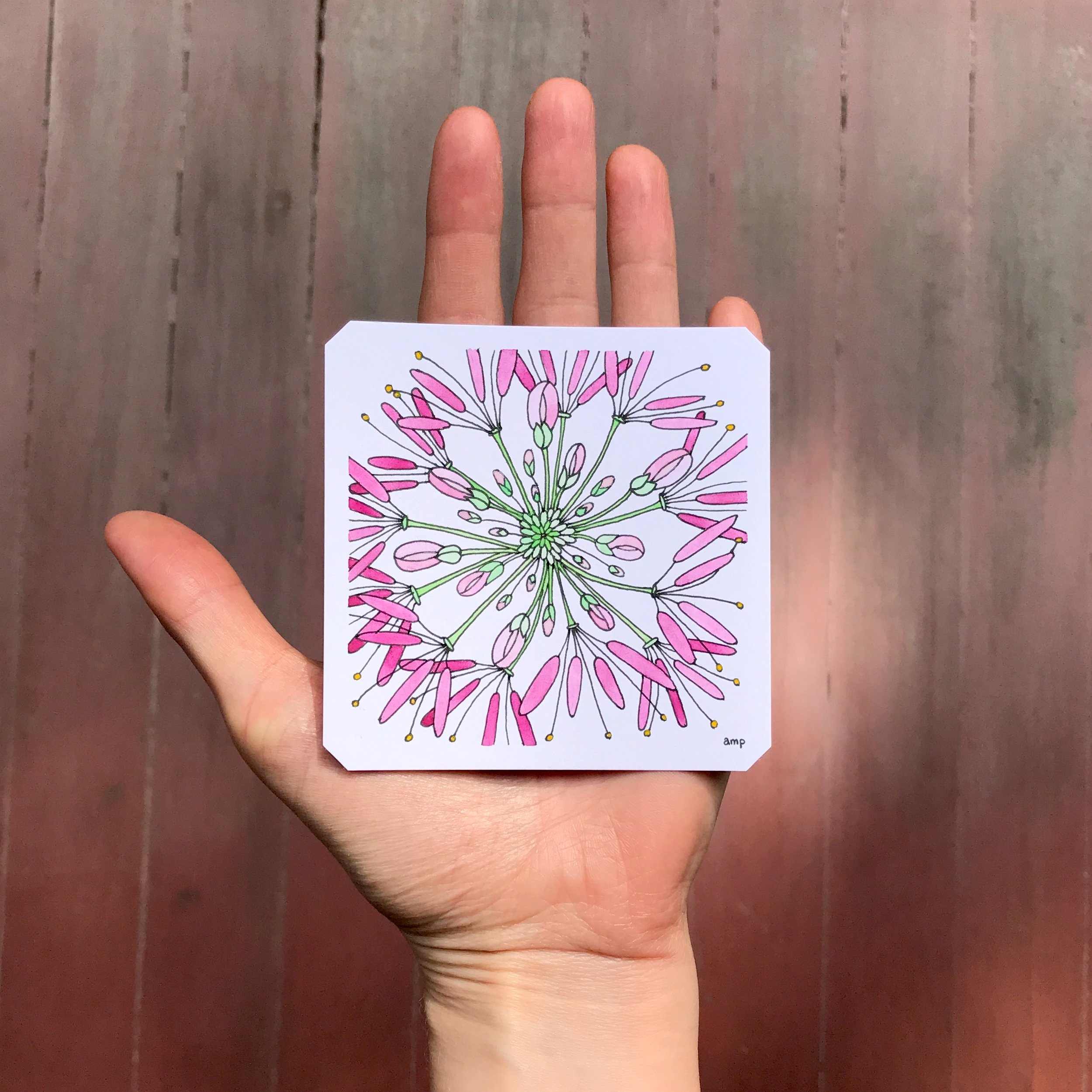 Pink Cleome (Sold)