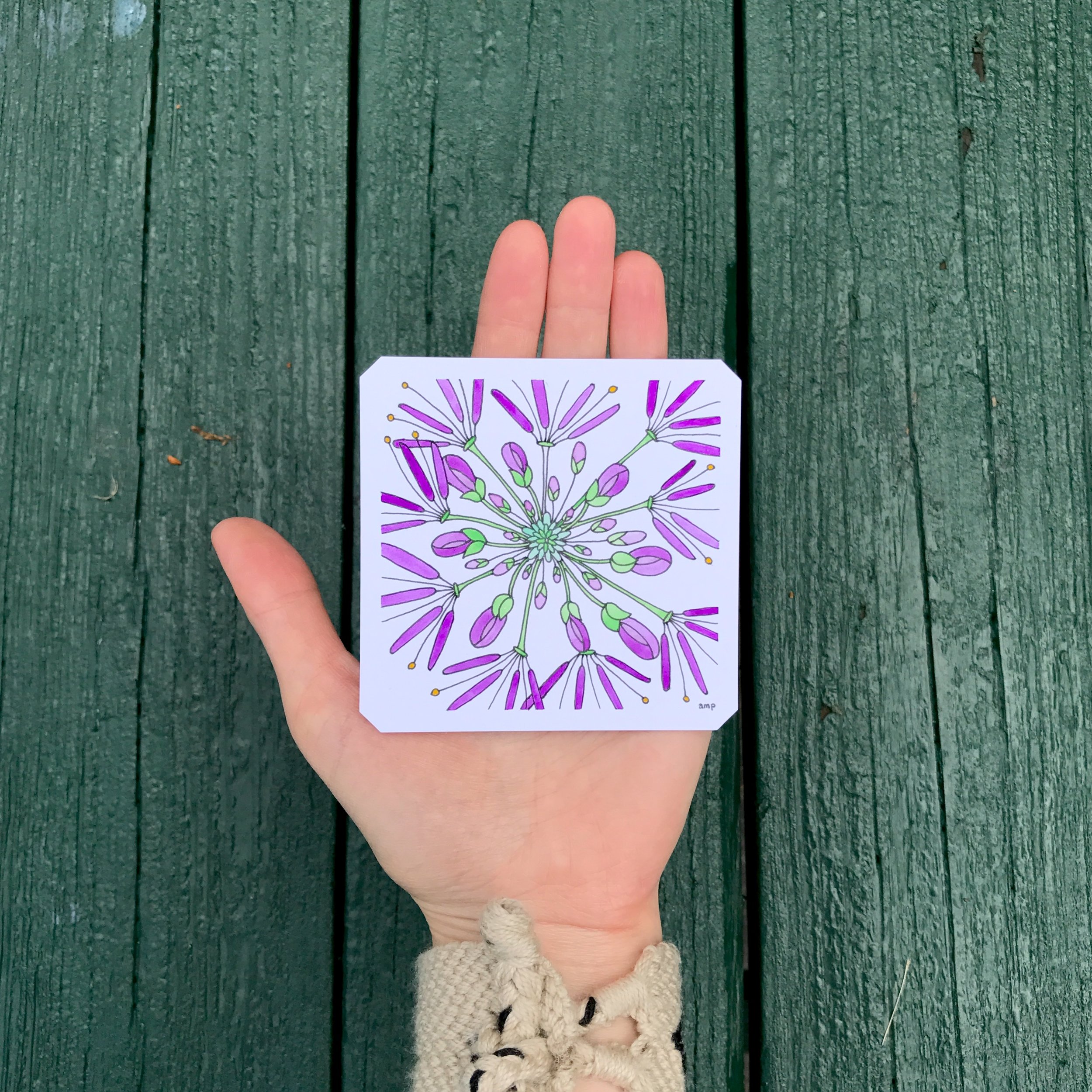 Purple Cleome