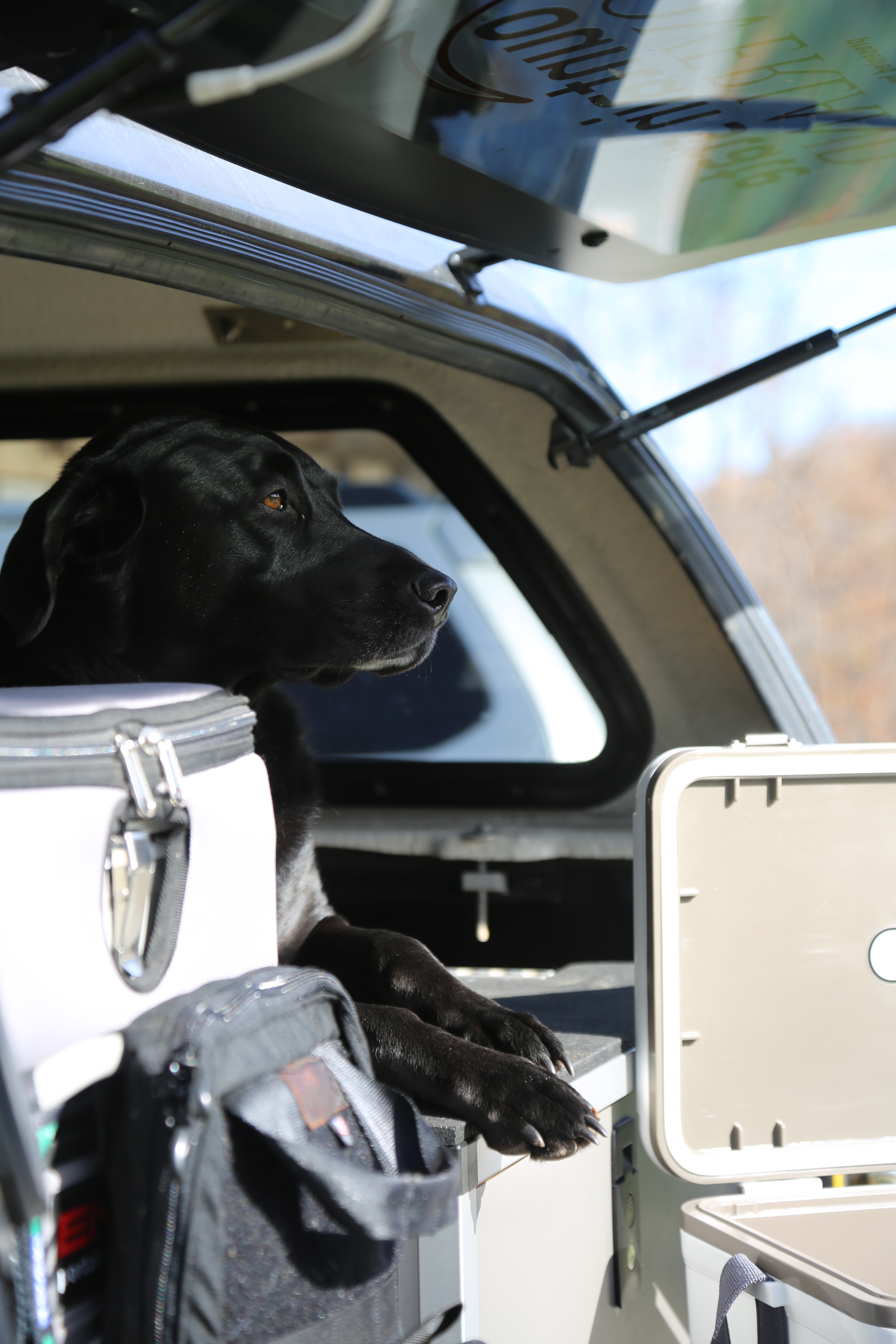 Dogs love Goose Gear .