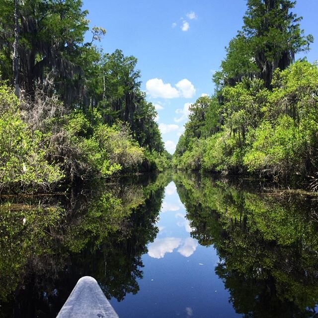 Canoeing at Okefenokee was gorgeous and sometimes a little  terrifying! There should be more pictures of gators but after my canoe was hip checked by one, we moved a little faster past them 🙄We also survived a battle with yellow flies, stopped along