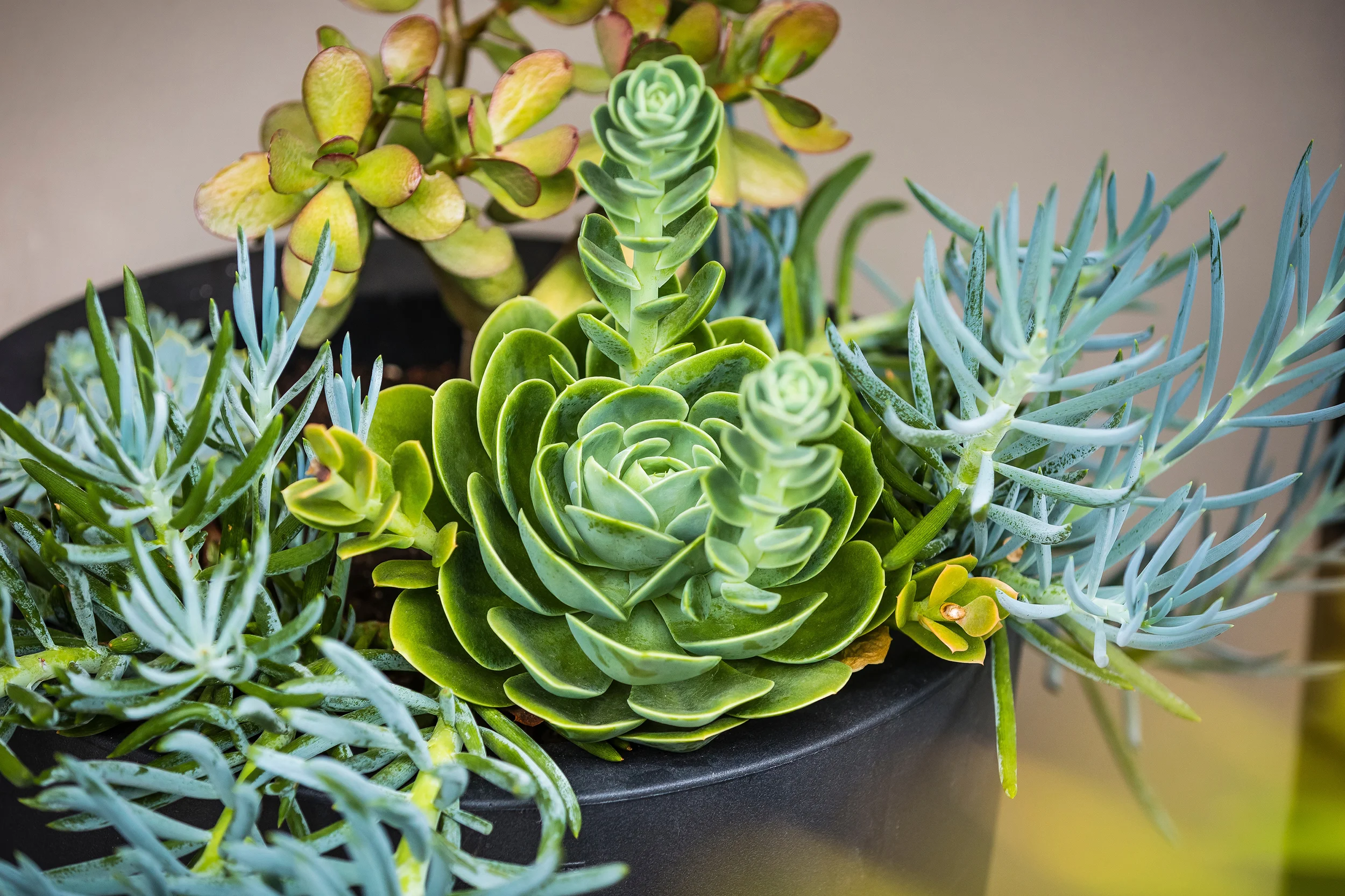   Echiveria,&nbsp;Senecio serpens  