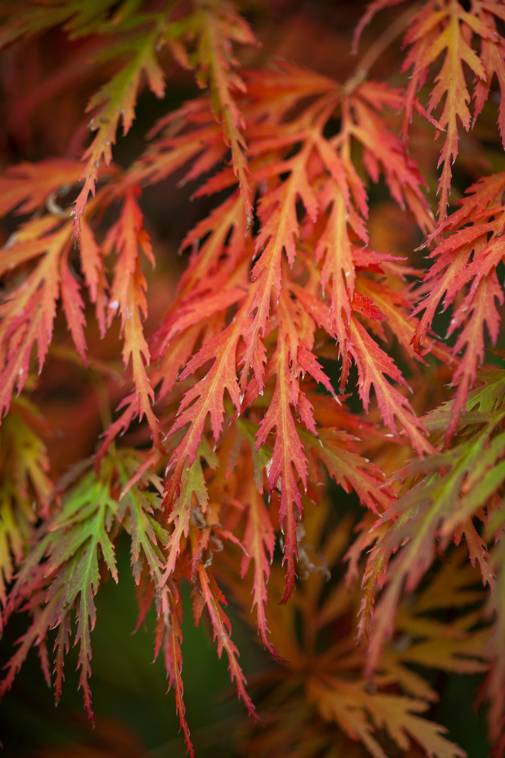   Acer palmatum dissectum  
