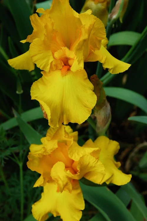   Iris germanica  