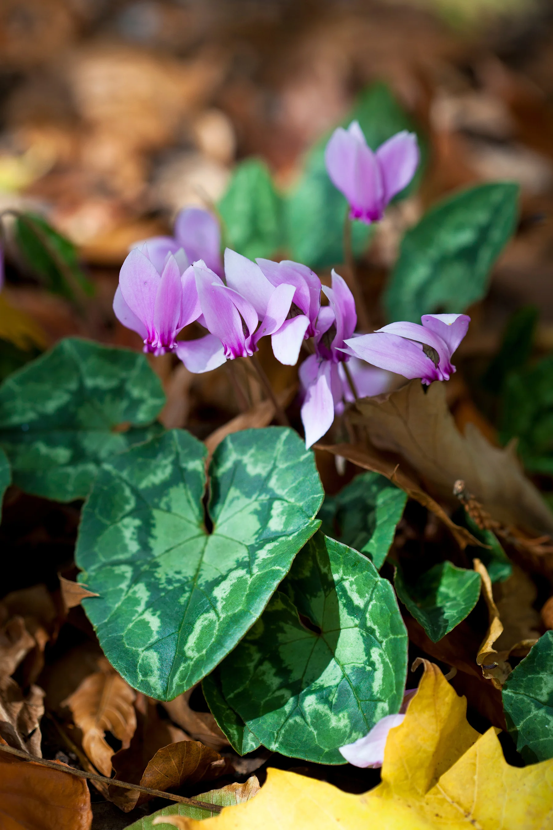   Cyclamen hederifolium  