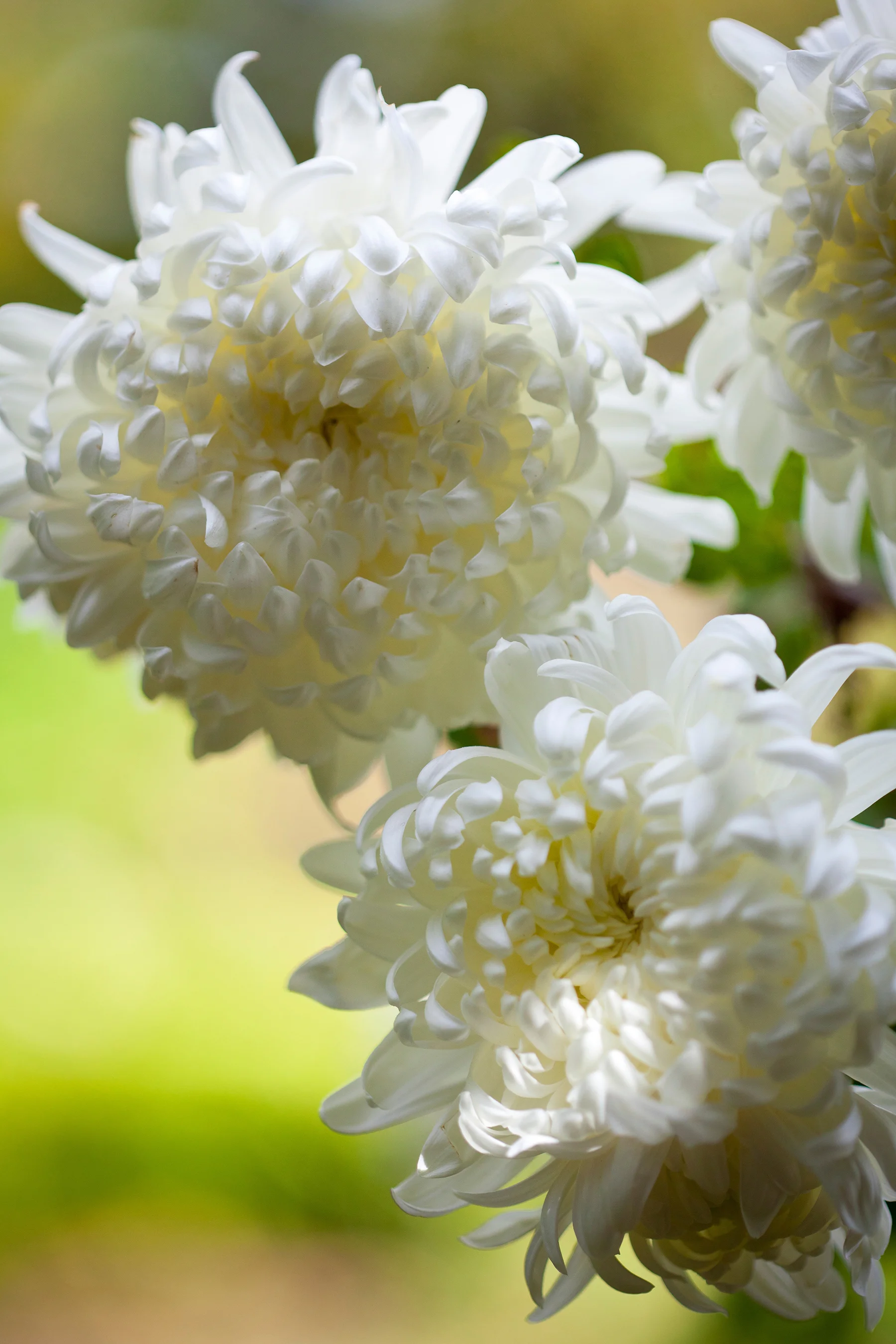   Chrysanthemum  