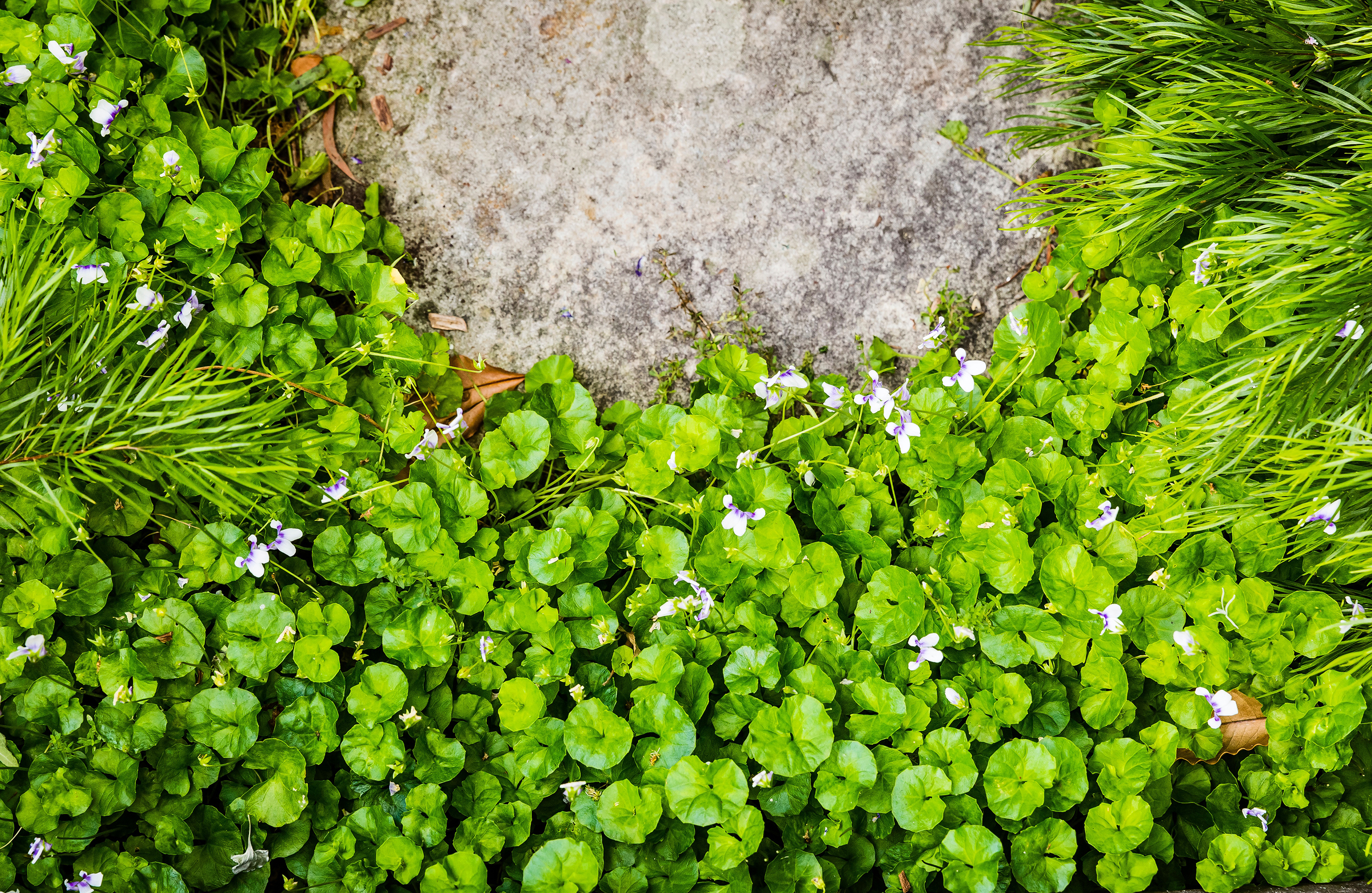 Plants_Clovelly_2.jpg