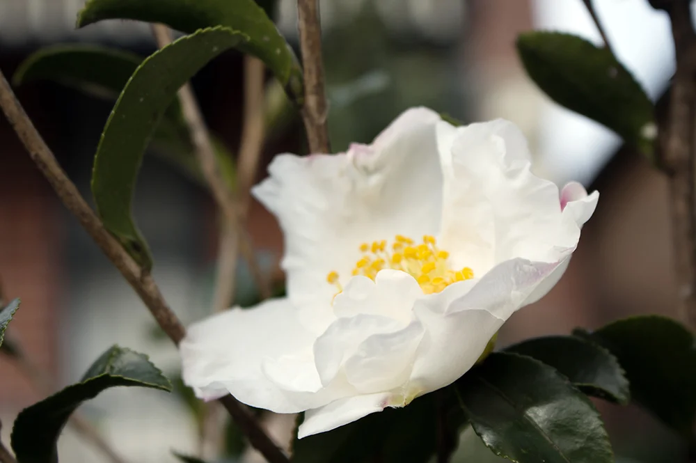 Casarotti Web - 2.jpg