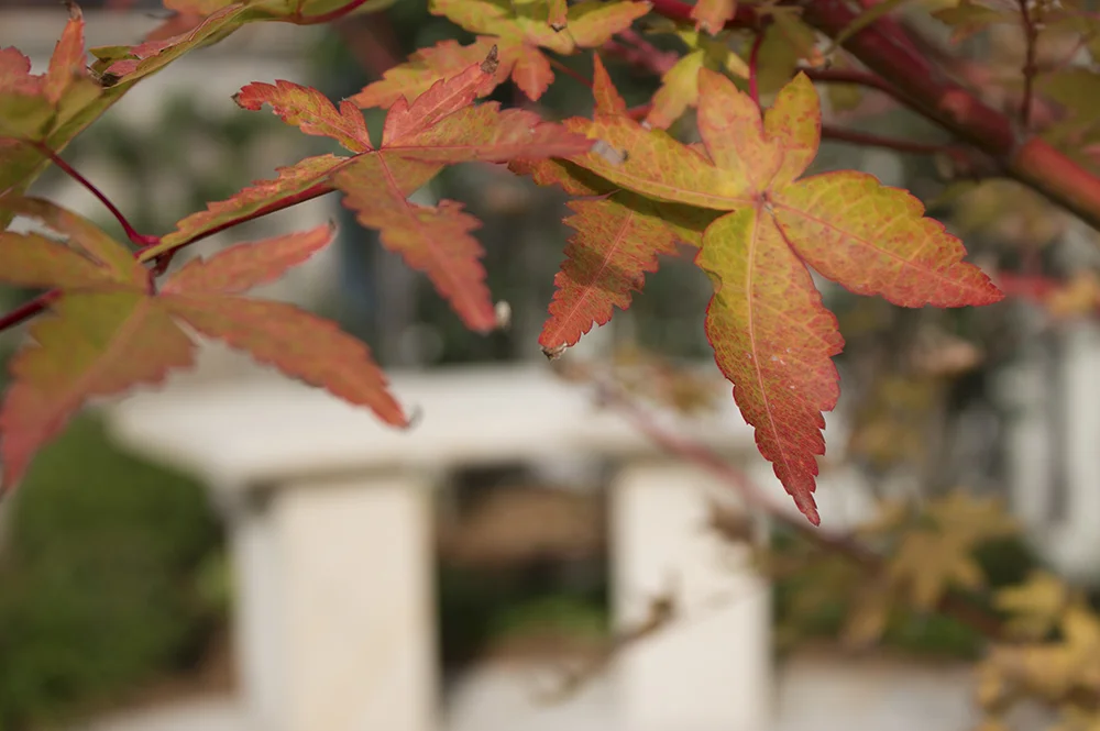 Casarotti Web - Up Close.jpg