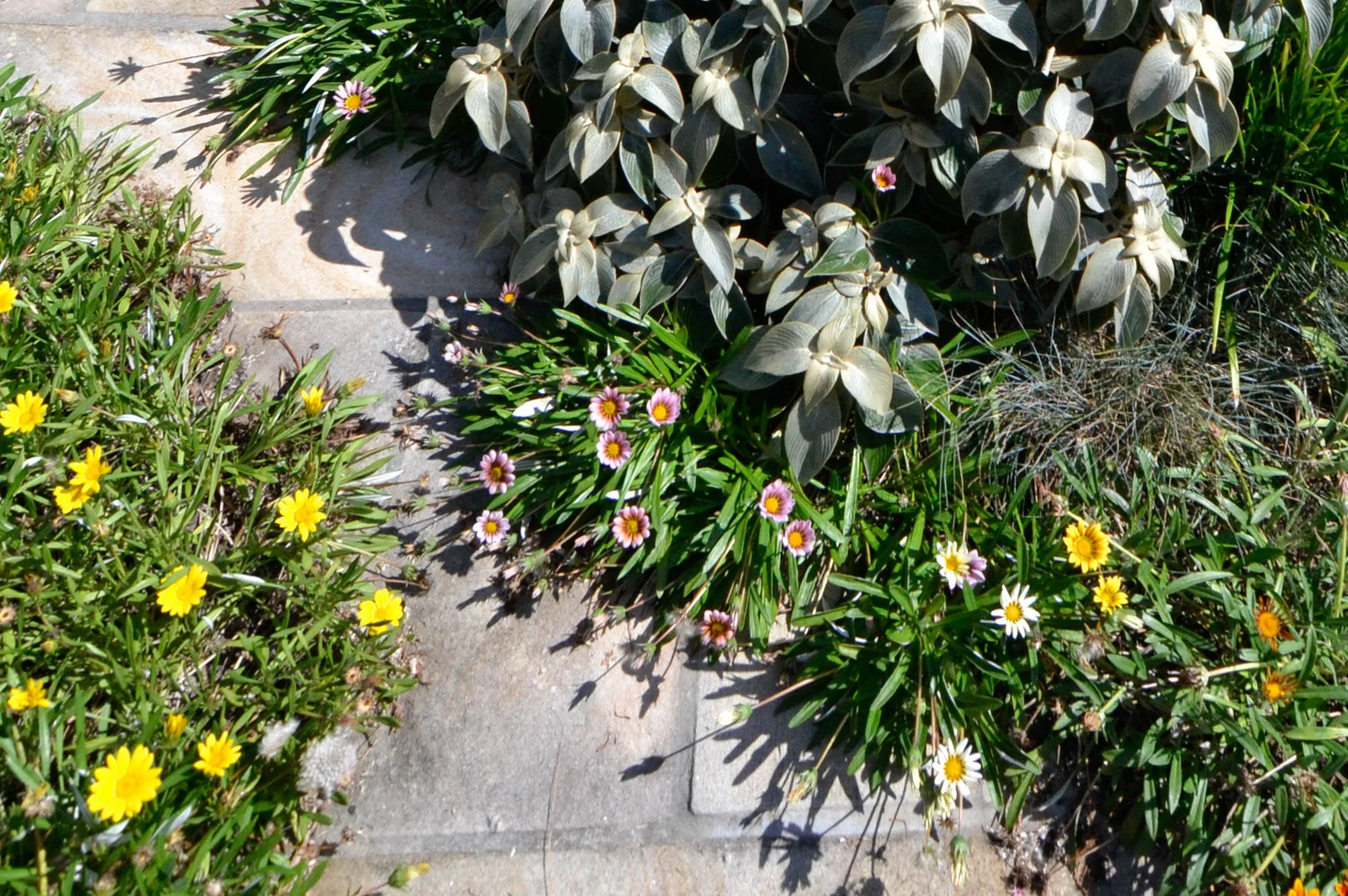 rose bay detail 6.jpg