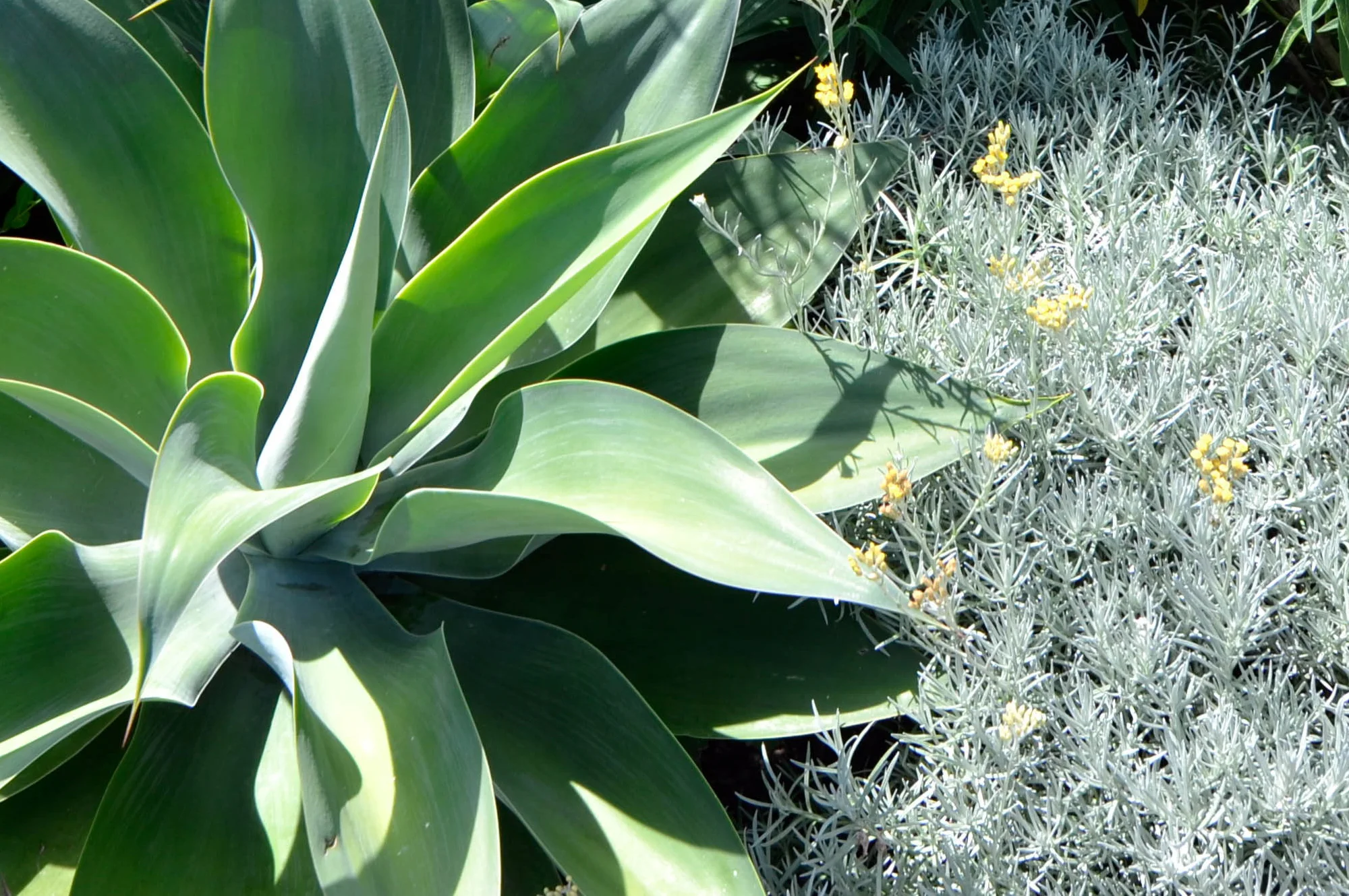 rose bay see smell touch.jpg