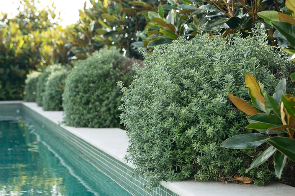 Refresh_Bellevue Hill 2.jpg