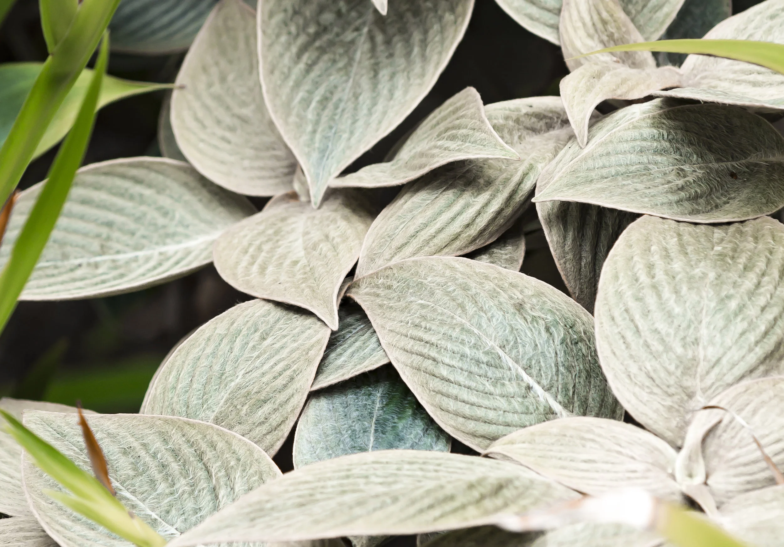 See Smell Touch banner2.jpg