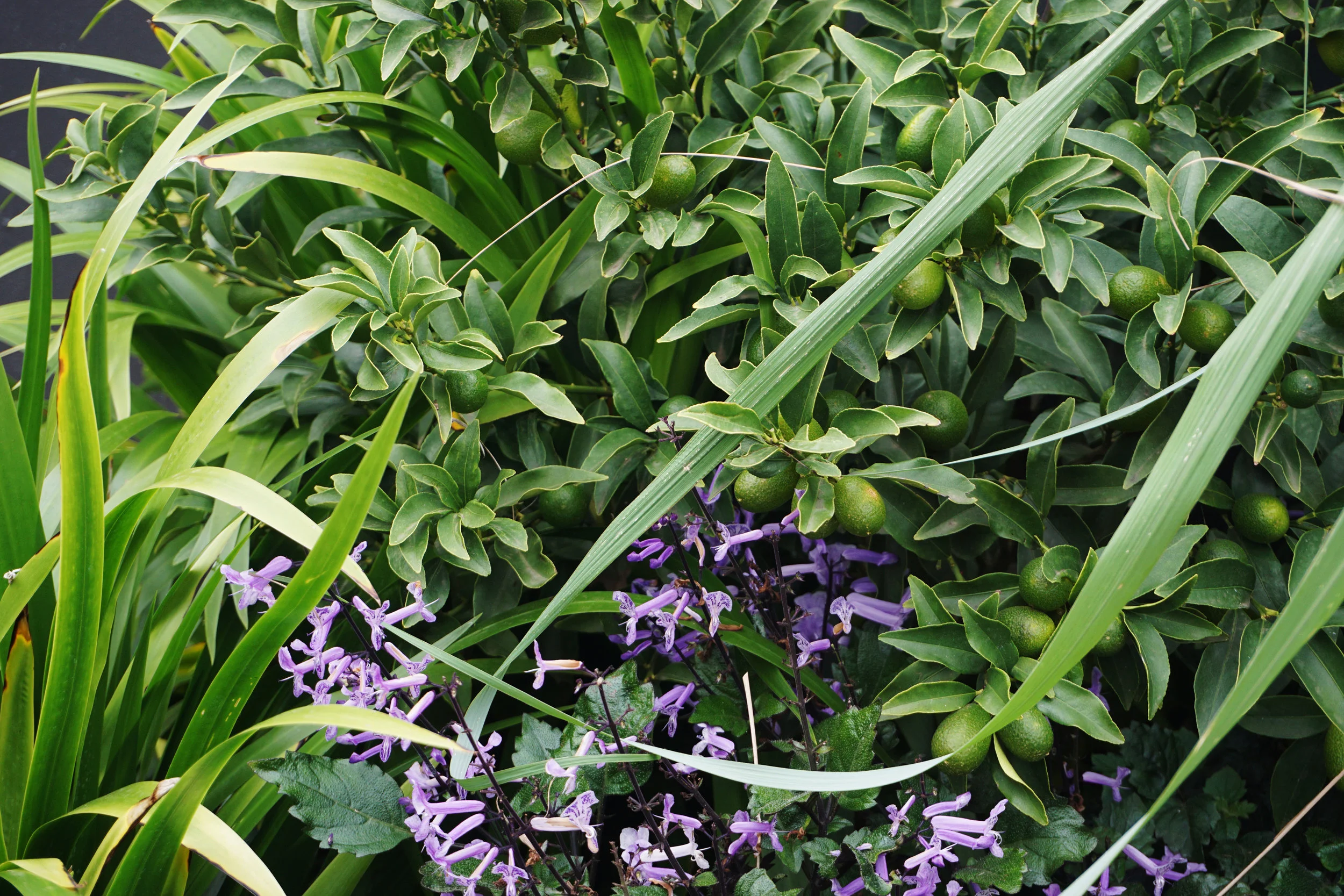 Alexandria - DSC05744 - colour.jpg