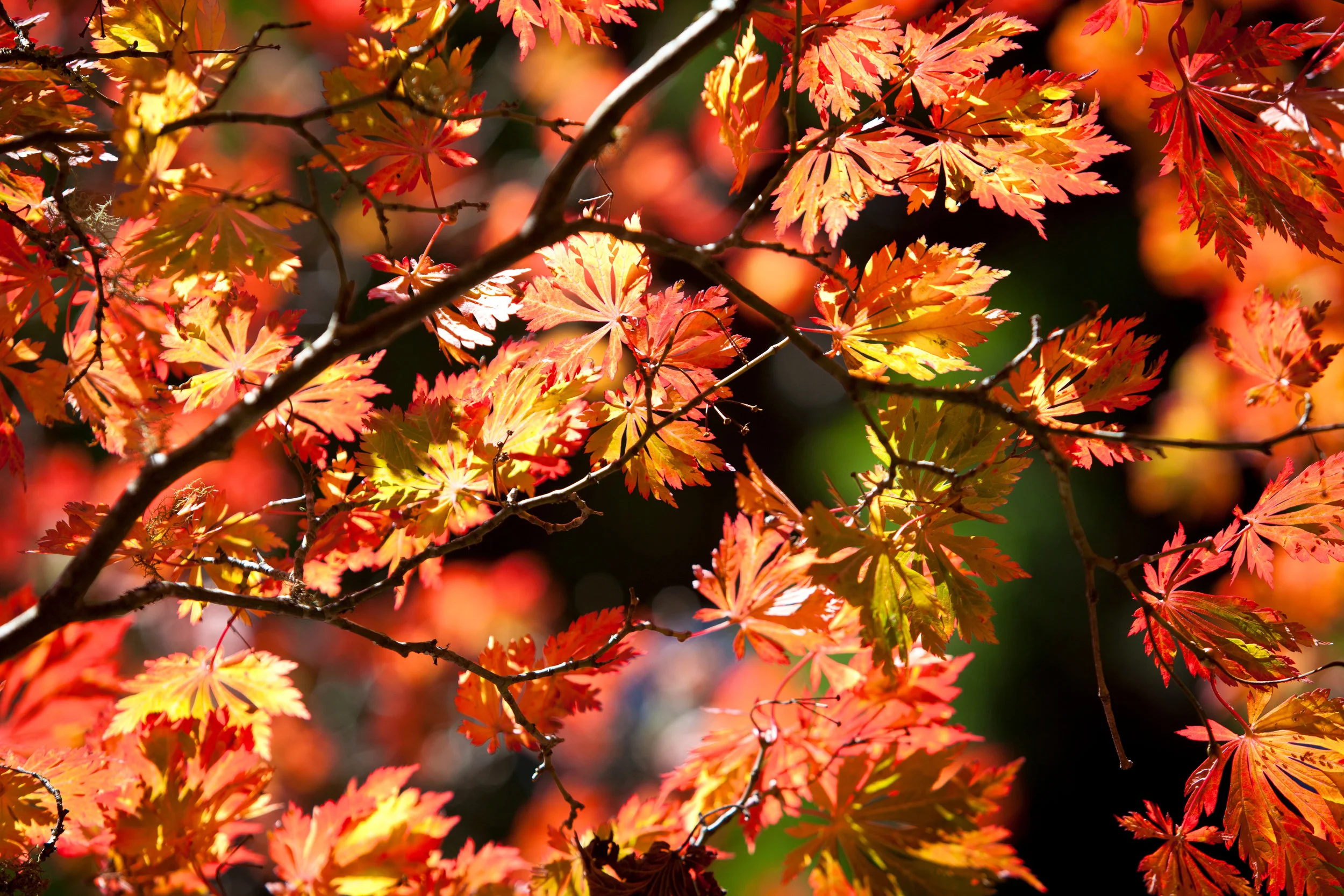 withycombe IMG_9529.jpg