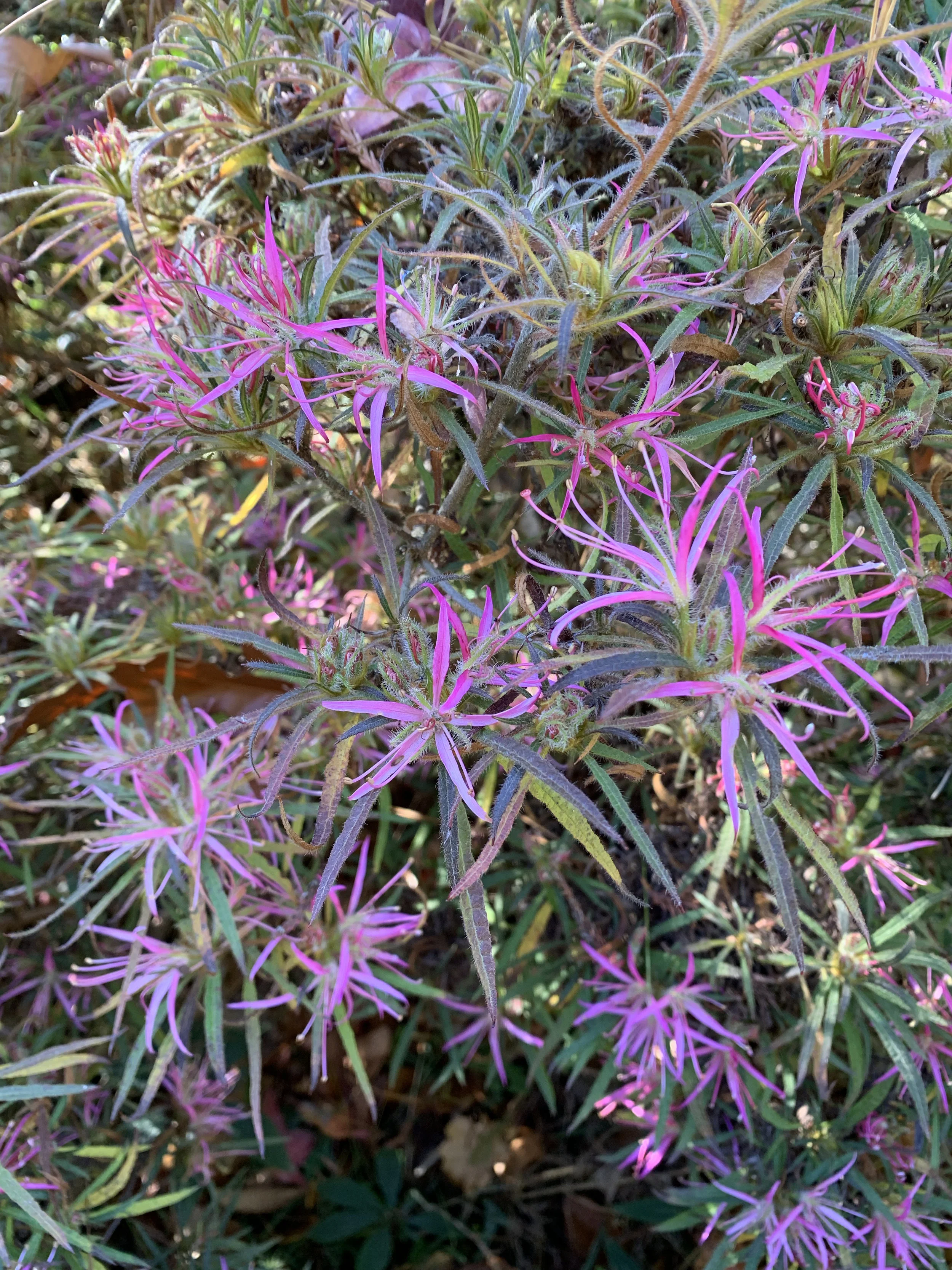 Delight - purple IMG_5479.jpg