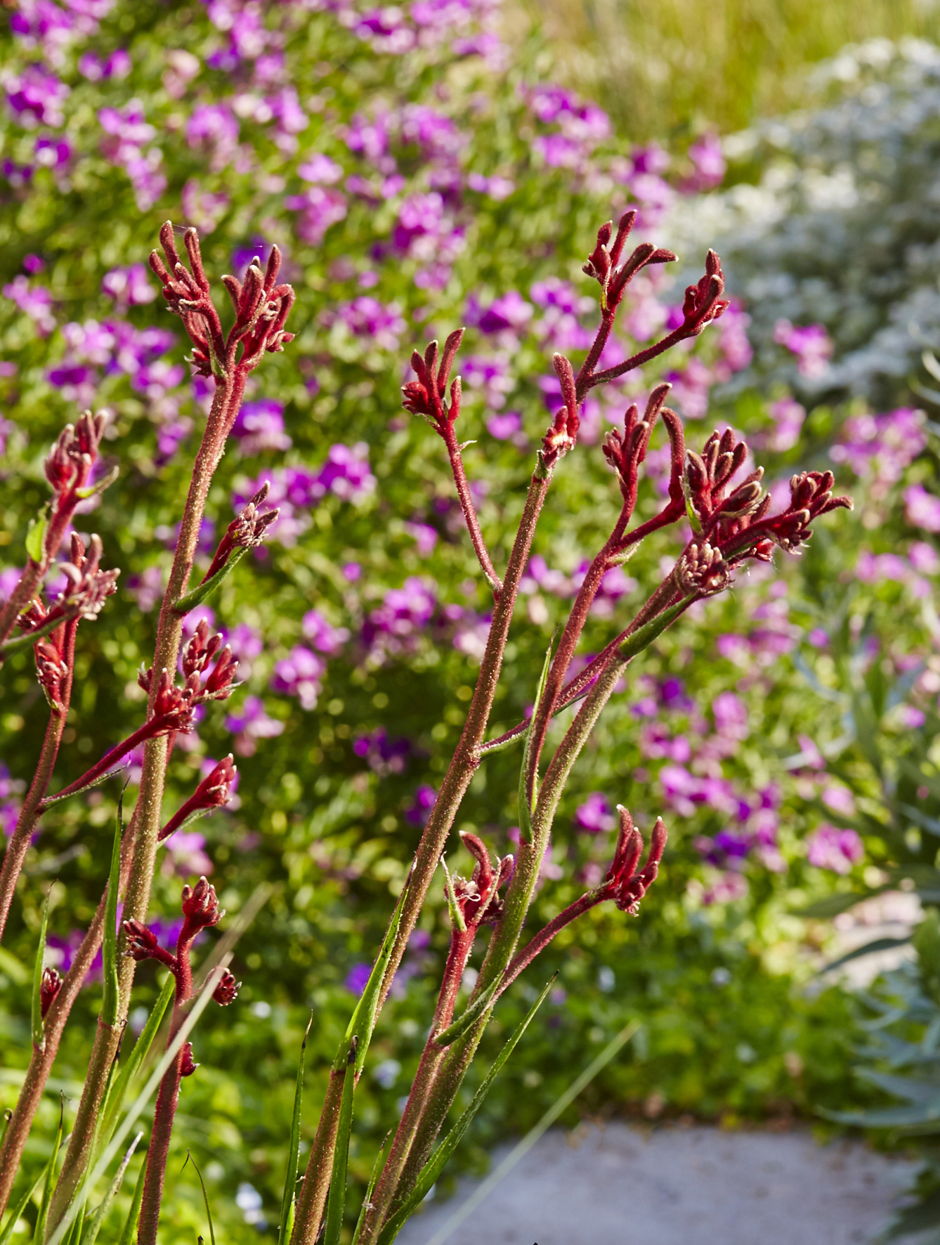 Delight - redpurple - LandsbergBronteLewisStevensonPhotograpy 56 - walk this way?.jpg