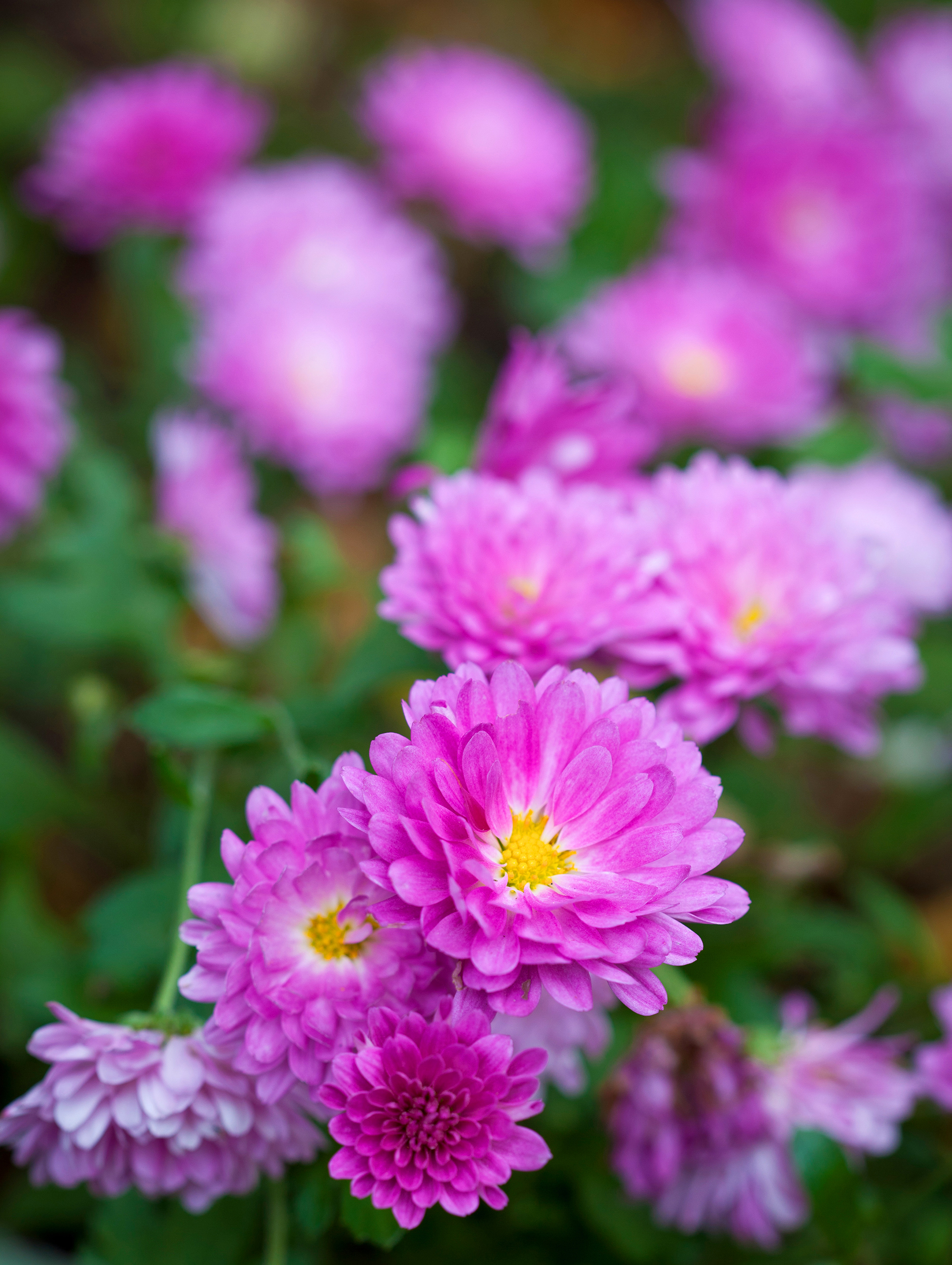 Delight - pink - Plants_Withycombe_8.jpg