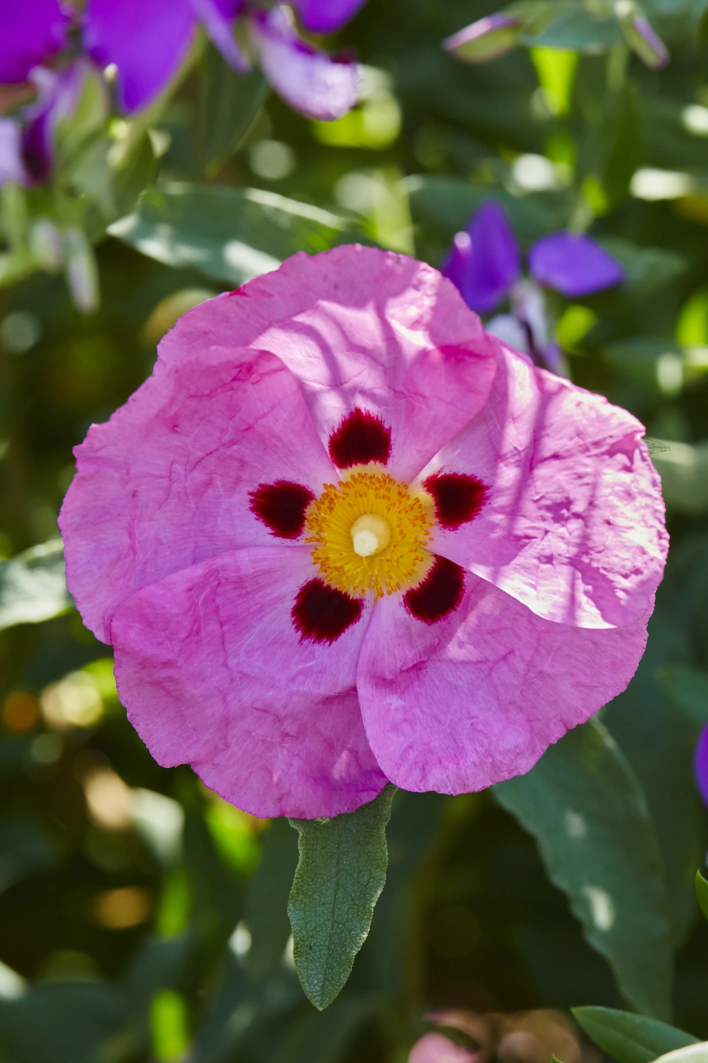 LandsbergBronteLewisStevensonPhotograpy 39.jpg