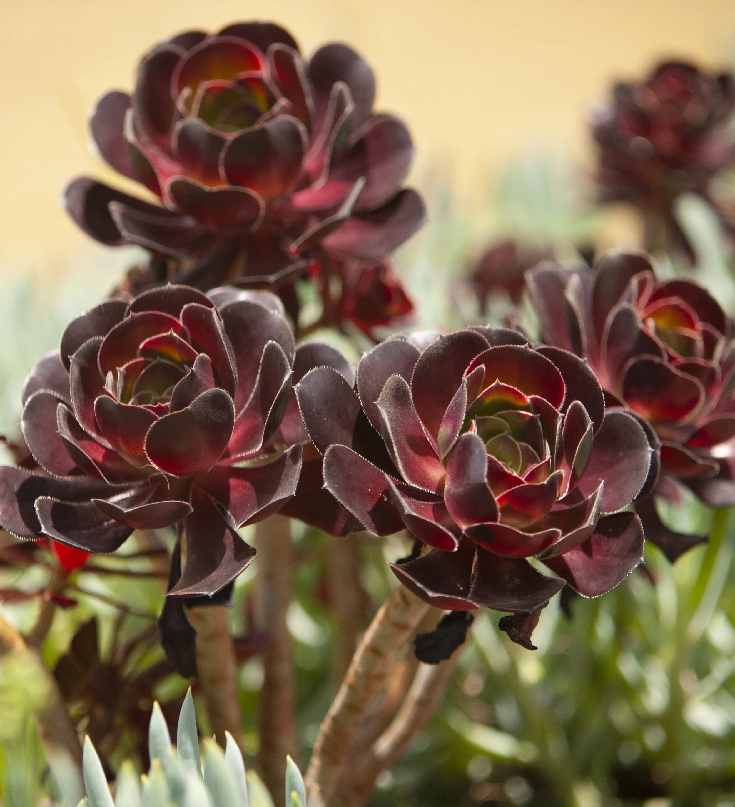 Delight - red - BL_101208_9909.jpg