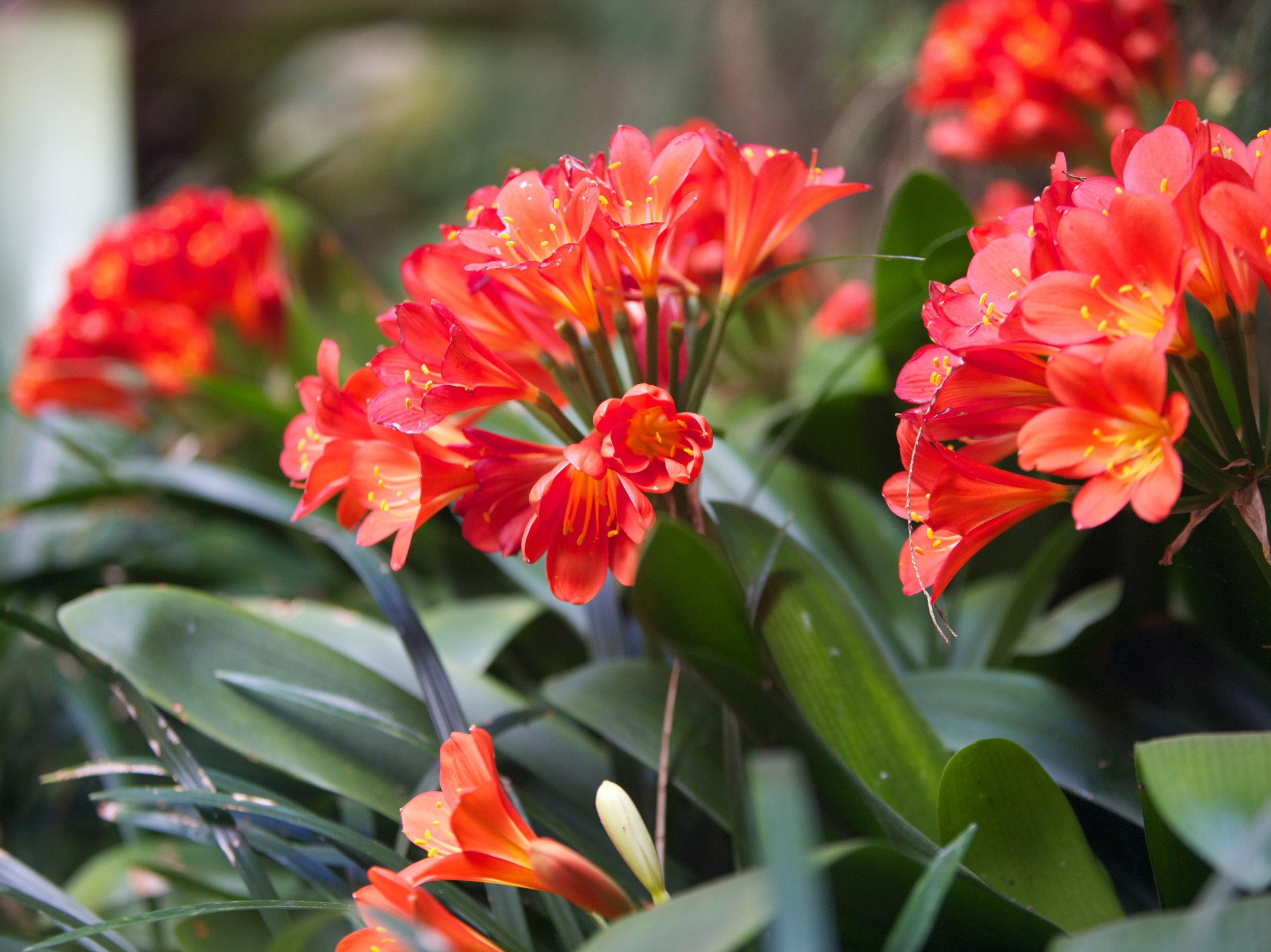 Delight-red_Plants_Mosman_3.jpg