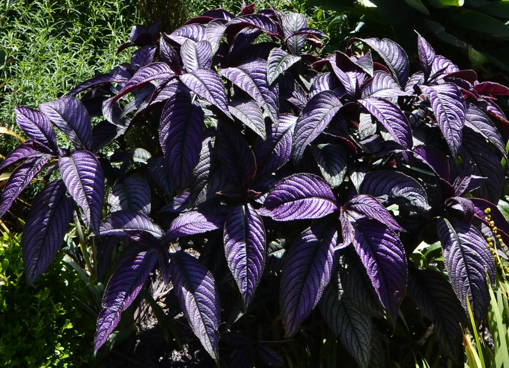 _DSC0012 - colour.jpg