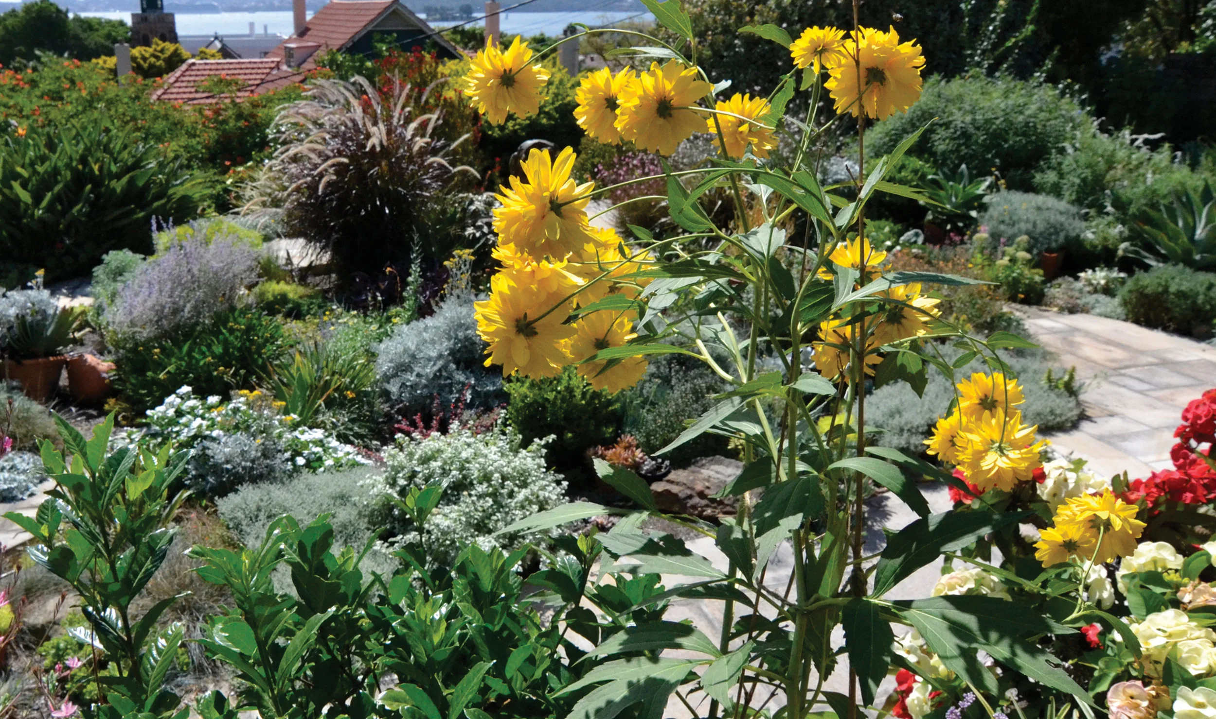 LGD - rose bay after.jpg