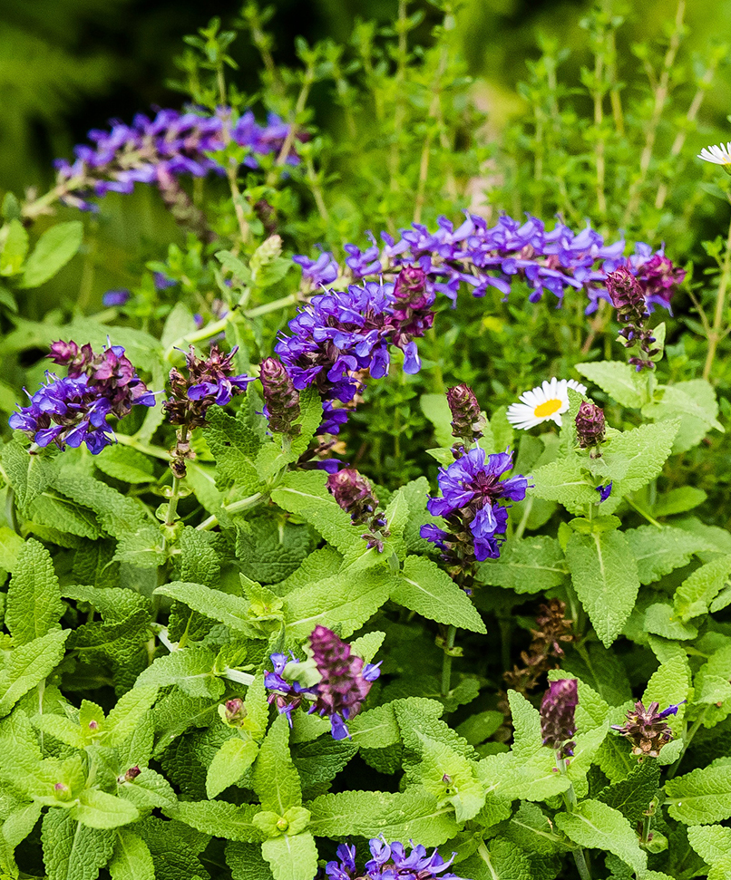 Delight_purple Plants_Clovelly_3.jpg