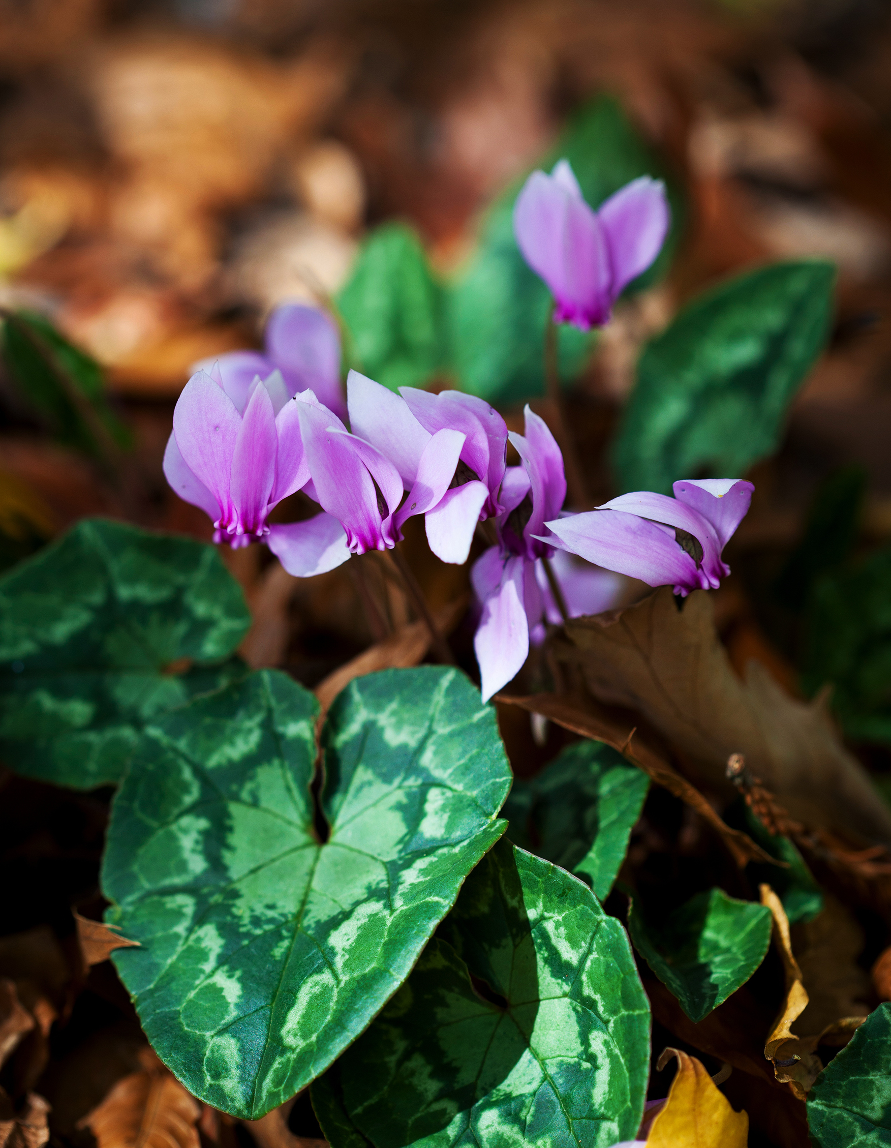 Delight_purple Plants_Withycombe_10.jpg