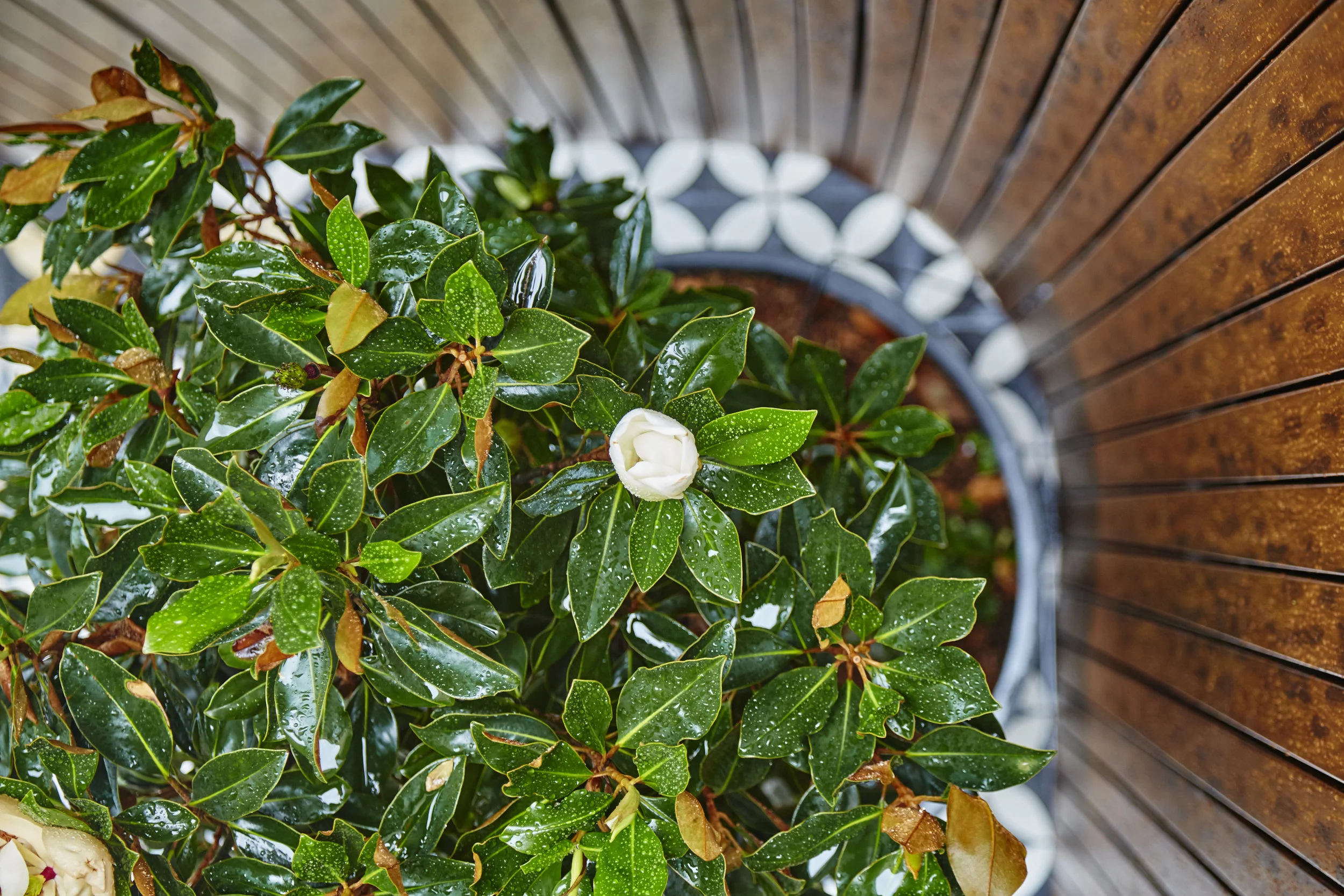 Delight - LandsbergGardensBondHouseLewisStevensonPhotography 33.jpg