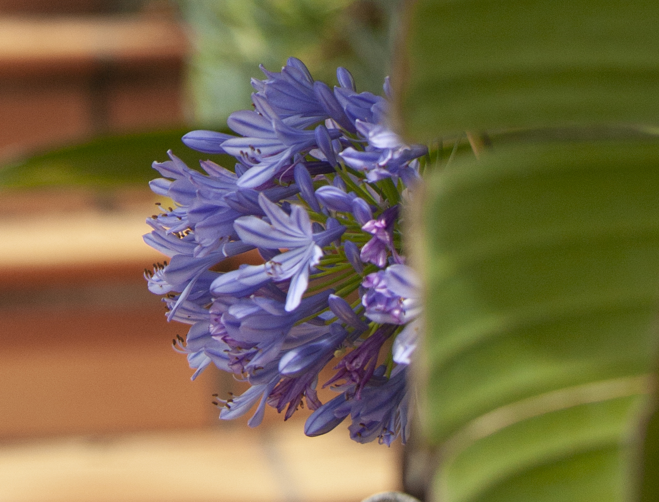 Delight_blue tamarama.jpg