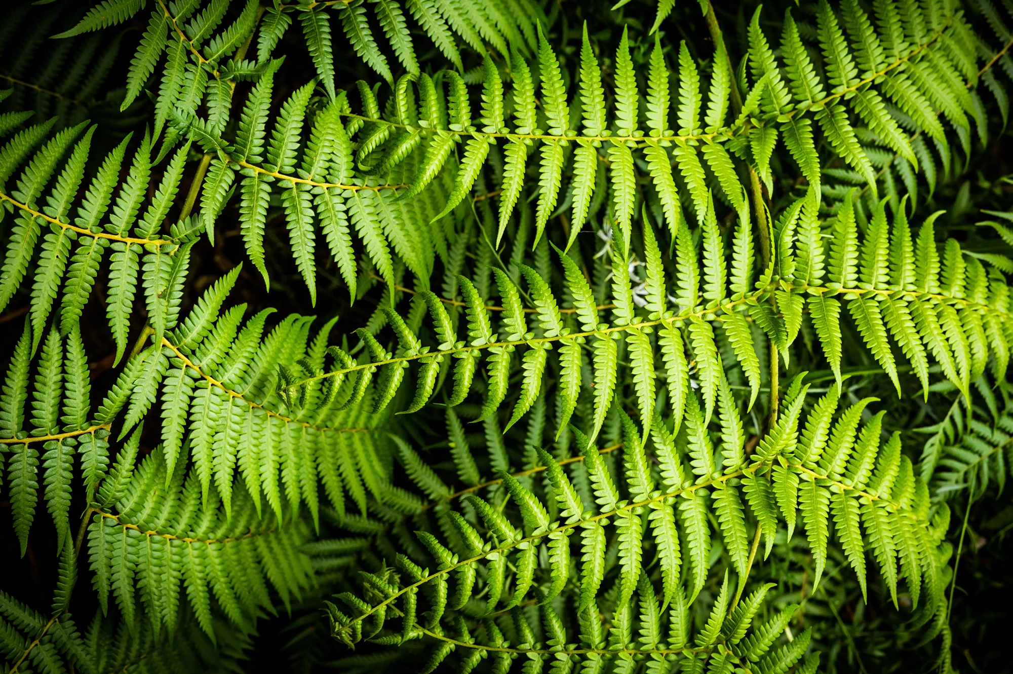 Plants Clovelly 8.jpg