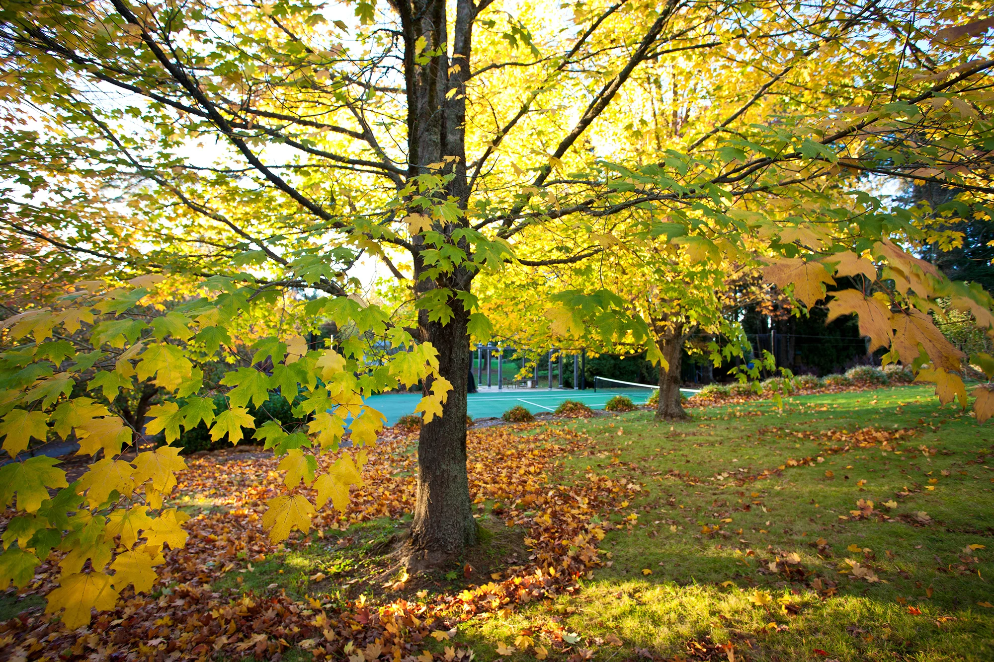 Heal Withycombe IMG_9099.jpg