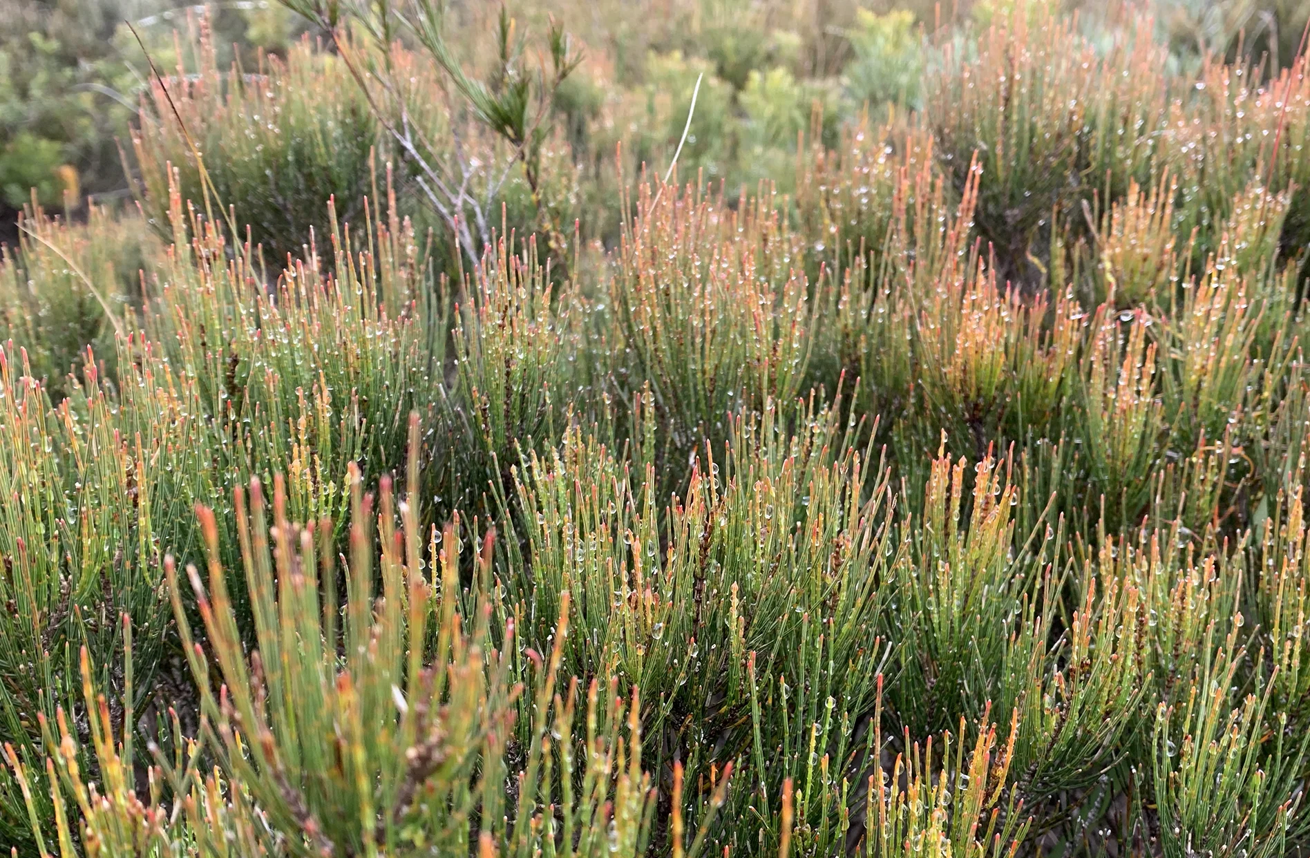 Heal_banner IMG_5384.jpg