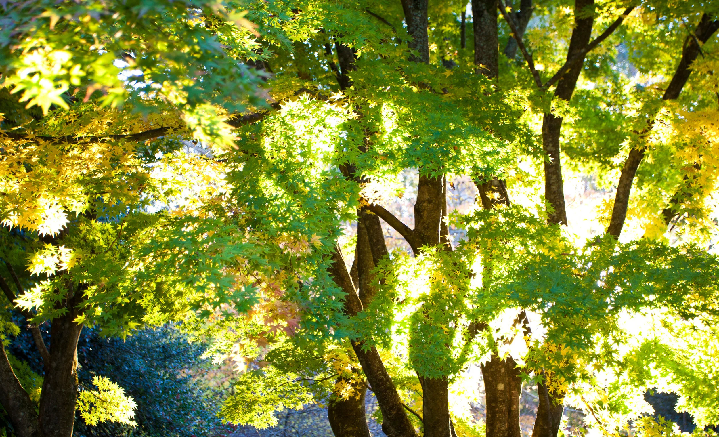 IMG_0910 contact2.jpg