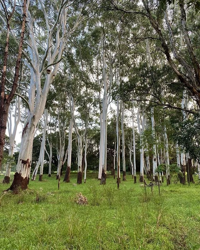 A cool, wet morning in the park. Nature seemed to be singing its praise to the rain.
