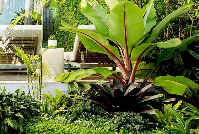 Ensete ventricosum - Abyssinian Banana stealing the show in this lush, tropical garden bed we designed to divide the driveway from the pool environment. 🌿💚🙌 Photography by Ashleigh Lane  #tropicalhome #paradiseathome #enseteventricosum #gardening 